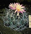 Nightblooming cactus