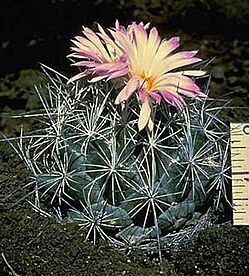Nightblooming cactus.jpg