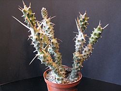 Opuntia diademata.jpg