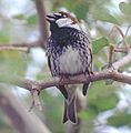 Passer hispaniolensis