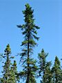 Picea mariana 5 (5097505503)