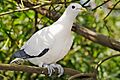 Pied Imperial-pigeon - melbourne zoo
