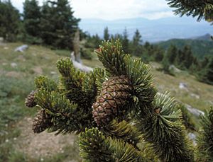 Archivo:Pinus aristata cones