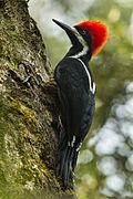 Powerful Woodpecker - Ecuador S4E2767