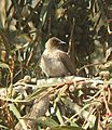 Pycnonotus barbatus