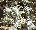 Salvia funerea 6