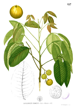 Sandoricum koetjape Blanco1.127.png