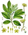 Sassafras albidum Koeh-260