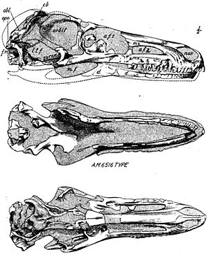 Archivo:Saurornithoides