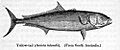 Seriolalalandii