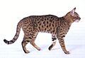 Star Spangled Cat