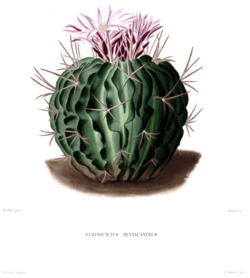 Stenocactus obvallatus Lem.png