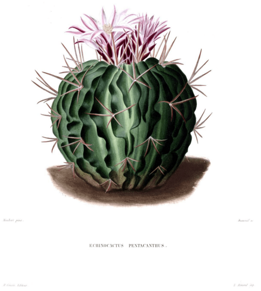 Stenocactus obvallatus Lem