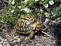 Testudo hermanni hermanni Mallorca 02