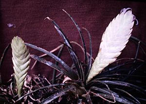 Archivo:Tillandsia anceps - pl 1