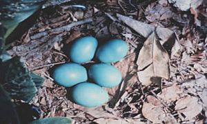 Archivo:Tinamus solitarius nest