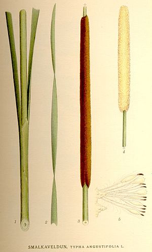 Archivo:Typha angustifolia nf