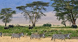 Zebras, Serengeti savana plains, Tanzania.jpg