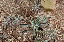 2007 echeveria coccinea.jpg