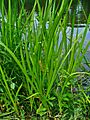 Acorus calamus 001