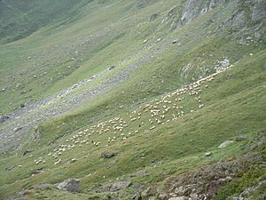 Archivo:Alpage moutons pyrenees