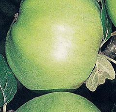 Apple 'Grenadier' - Cooking Apple (9655591940).jpg