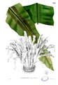 Asplenium nidus Blanco2.395