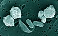 Bacillus odysseyi