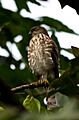 Besra Sparrowhawk, Wattegama, Sri Lanka