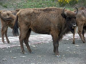 Archivo:Bison bonasus hembra