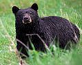 Black bear Yellowstone NP 2008
