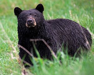 Archivo:Black bear Yellowstone NP 2008