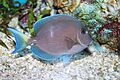 Blue tang surgeonfish - Acanthurus coeruleus