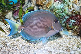 Blue tang surgeonfish - Acanthurus coeruleus