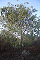 Brachychiton gregorii murchison 3 orig