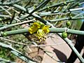Bulnesia-retama-20080330