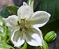 C.annuuum-flor-italiano-1