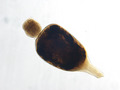 CYC-000019 hab Symbion pandora Paratype