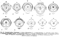 Caesalpinioideae diagrams Taub47