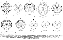 Archivo:Caesalpinioideae diagrams Taub47