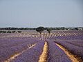 Campos de lavanda en Brihuega, Guadalajara, 2017-07-15, Triplecaña