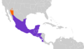 Camptostoma imberbe map