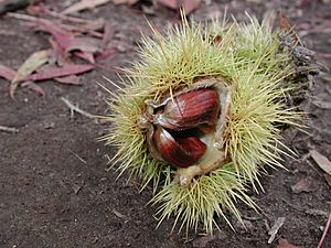 Archivo:Castanea sativa (chestnut)