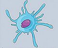 Celu Dendritica Esquema