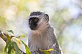 Cercopiteco verde (Chlorocebus pygerythrus), parque nacional Kruger, Sudáfrica, 2018-07-25, DD 41