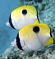 Chaetodon unimaculatus 1