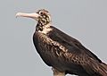 Christmas Island Frigatebird