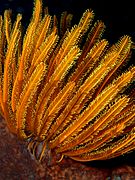Comanthia schlegeli (Feather star)