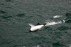 Archivo:Commerson Dolphin