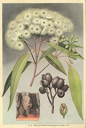Archivo:Corymbia gummifera-Minchen